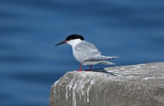 21 Roseate Tern.jpg