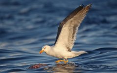 26 Lesser Black-backed Gull.jpg