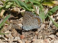 5. Icarusblauwtje... Macin Mountains, Tulcea County, Romania, 22 May 2018 1.JPG