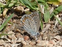 5. Icarusblauwtje... Macin Mountains, Tulcea County, Romania, 22 May 2018 2.JPG