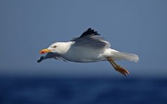 30 Yellow-legged Gull.jpg