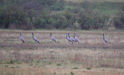 Lake Kumisi - Demoiselle Crane 01.jpg