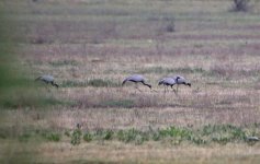 Lake Kumisi - Demoiselle Crane 02.jpg