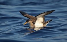 32 Cory's Shearwater.jpg