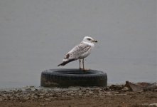 Lake Kumisi - Armenian Gull.jpg