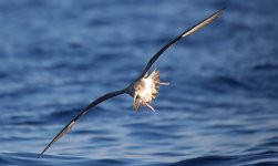 33 Cory's Shearwater.jpg