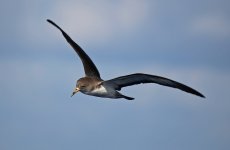 34 Cory's Shearwater.jpg