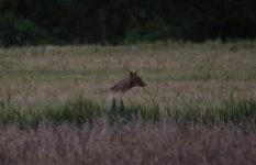 Lake Kumisi - Golden Jackal.jpg