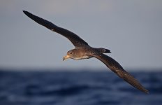 35 Cory's Shearwater.jpg