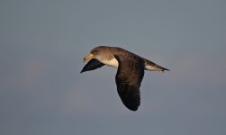 36 Cory's Shearwater.jpg