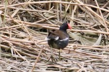 Common Moorhen (1).jpg