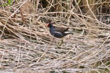 Common Moorhen.jpg