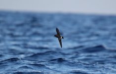 41 Madeiran Petrel.jpg