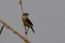 Siberian Stonechat.jpg