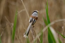 Northern Parrotbill (1).jpg