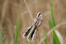 Northern Parrotbill.jpg