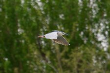 Black-Crowned Night Heron.jpg