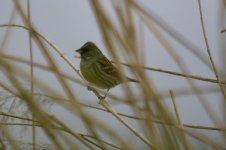 Black-Faced Bunting.jpg