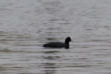 Common Coot.jpg