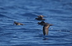 46 Bulwer's Petrel.jpg