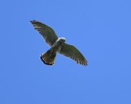 Kestrel_Girdle Ness_270518a.jpg