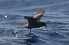 48 Bulwer's Petrel.jpg