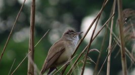 B.Eaters, Shrikes, Cuckoos Warblers 063thumb.jpg