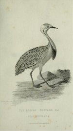 The Ruffed Bustard 1829.jpg