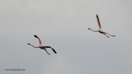 2018.05.27 Greater Flamingos.JPG