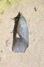 Pterogonia cardinalis.jpg