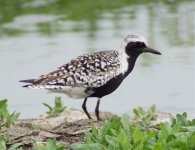 grey plover ad. sum.jpg