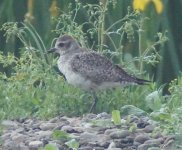 grey plover 1st sum.jpg