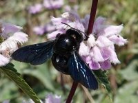 Violet Carpenter Bee. Xylocopa violacea. Macin Mountains, Tulcea County, Romania, 22 May 2018 5.JPG