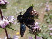 Violet Carpenter Bee. Xylocopa violacea. Macin Mountains, Tulcea County, Romania, 22 May 2018 2.JPG