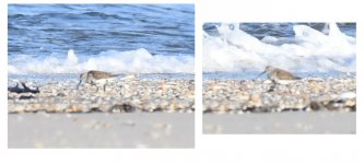 2018.4.18 sandy hook (479) sandpiper cropped.jpg