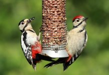 woodpecker-7.jpg