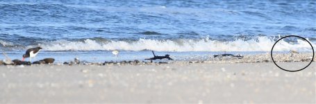 2018.4.18 sandy hook (479) sandpiper cropped 2.jpg