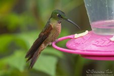 hummingbird1 (2).jpg