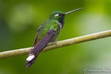 hummingbird4.jpg