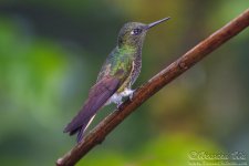 hummingbird5.jpg