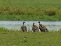 Slender-billed Vulture IND 9177.JPG