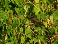 Grey-bellied Cuckoo IND 6769.JPG