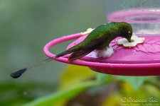 booted_racket-tail.jpg