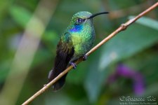 hummingbird6.jpg