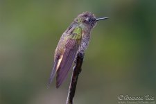 hummingbird7.jpg