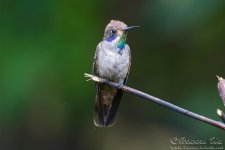 hummingbird8.jpg