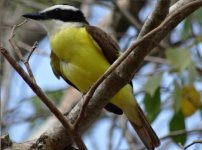 Great Kiskadee.jpg