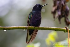 hummingbird9.jpg
