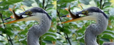 grey-heron-eyes.jpg