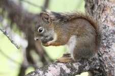 2014_08_06 (3)_American_Red_Squirrel.JPG